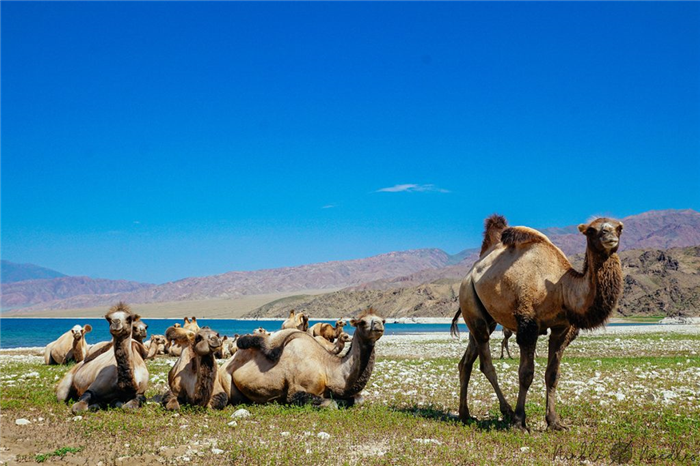 Стадо бактрийских верблюдов в дикой природе на озере во Внутренней Азии