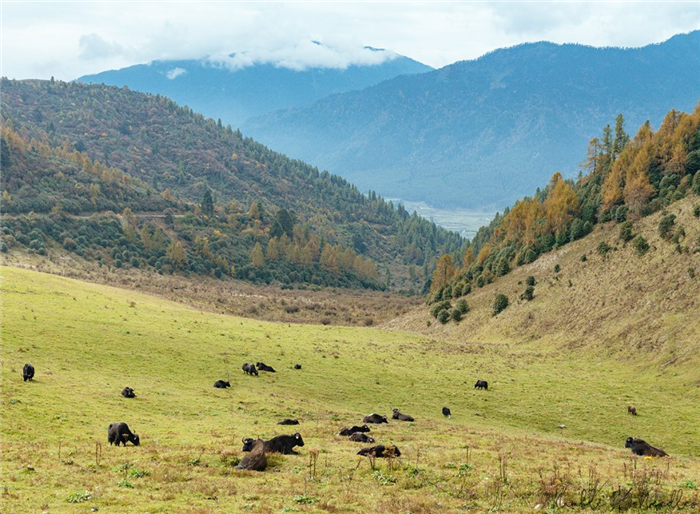 яки на зимнем пастбище в Бутане с лесистыми горами на заднем плане