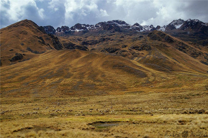 естественная среда обитания викуньи в Перу, высоко в Андах